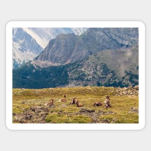 Bighorn Sheep in Rocky Mountains National Park Sticker